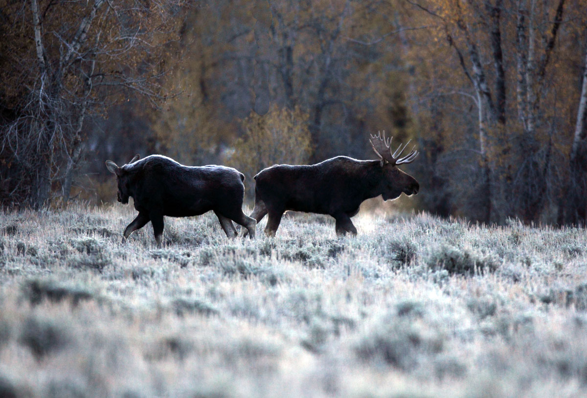 Wim van Passel, Yellowstone: de pracht en kracht van Moeder Natuur