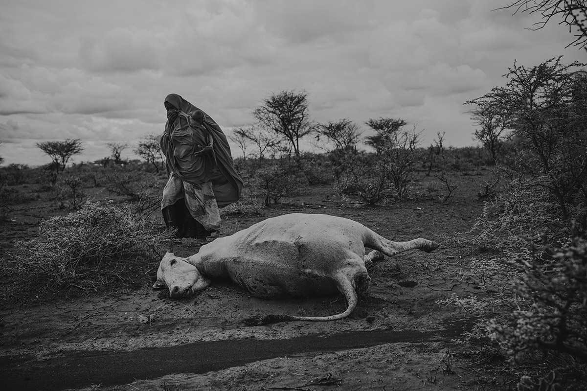 Fatuma Abdullah, Oromia, Ethiopië<br>
Lieuwe Siebe de Jong - 2022<br>
Fatuma loopt langs één van haar vele dode koeien. De droogte, veroorzaakt door klimaatverandering, heeft het grootste deel van haar veestapel gedood. 'Ik zal de rest van mijn koeien ' ZOA voorziet gemeenschappen in haar omgeving van water. Daarnaast levert ZOA droogteresistente zaden en traint mensen om deze op een duurzame manier te telen.