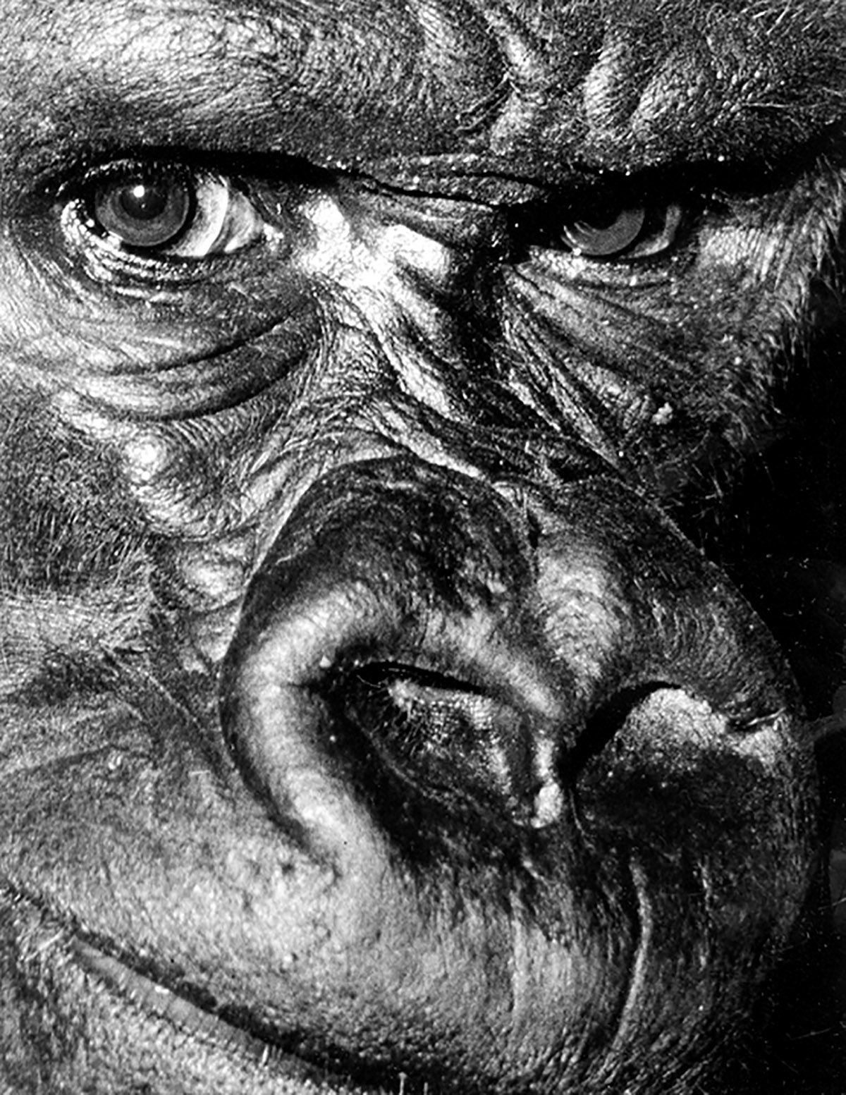 Gorilla Babar, Artis Zoo Amsterdam 1968, Pim Westerweel
