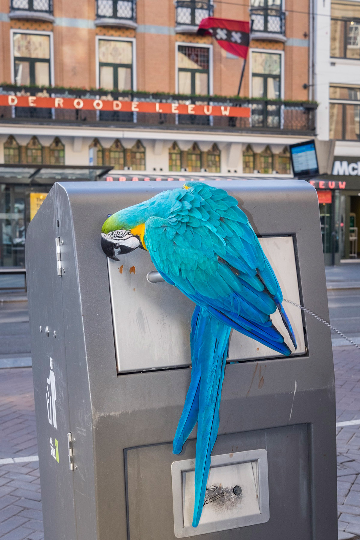 Julie Hrudová, Chasing Amsterdam