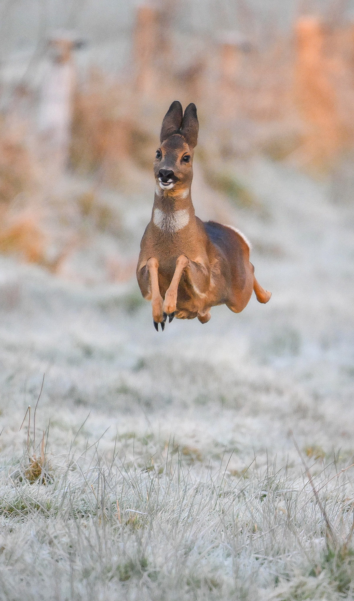 Jeremy Duvekot, Happy deer, Nikon Comedy Wildlife Awards