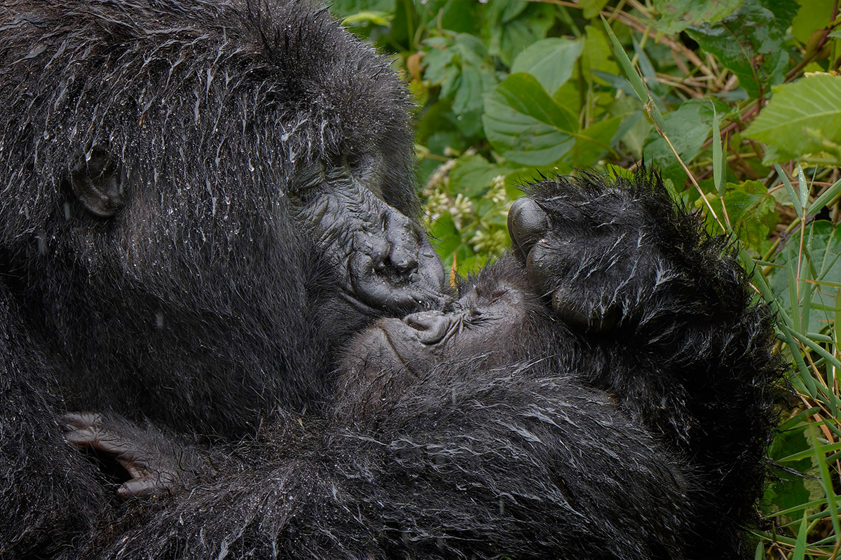 Mark Meth Cohn, Aaaaaww Mum, Nikon Comedy Wildlife Awards
