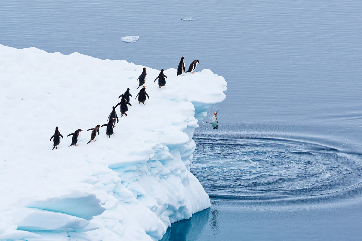 Martin Schmid, Queueing for the polar plunge, Nikon Comedy Wildlife Awards