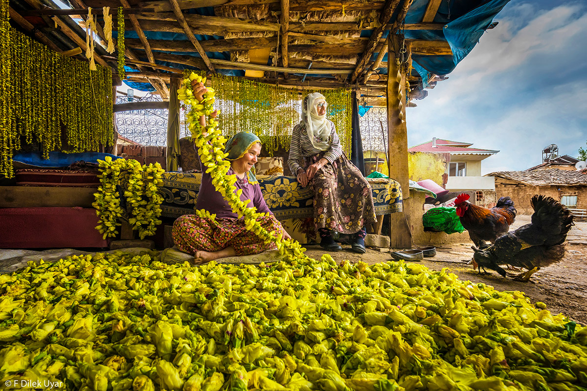 F Dilek Uyar, Harvest, Drying Okra, 2021 Pink Lady® Food Photographer of the Year