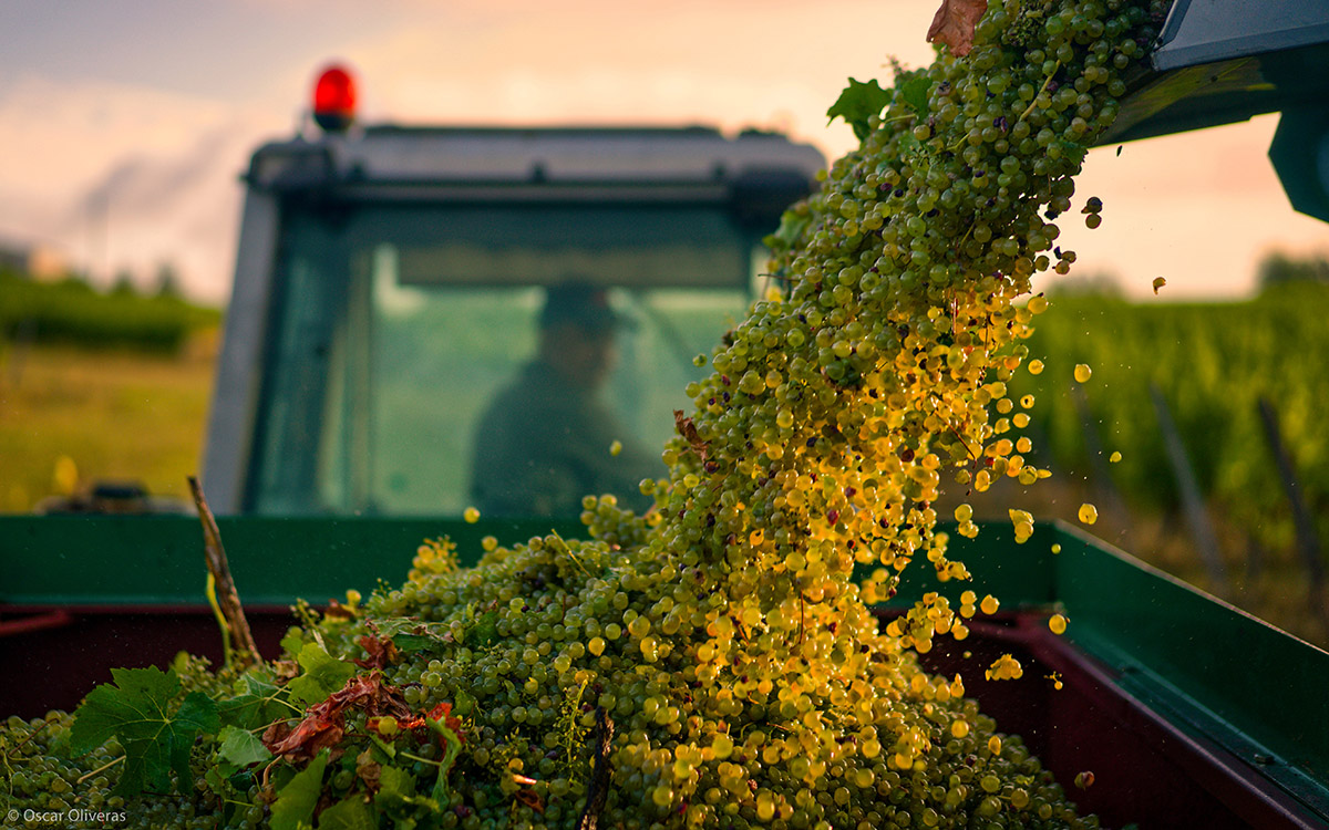 Oscar Oliveras, A Grape View, 2021 Pink Lady® Food Photographer of the Year