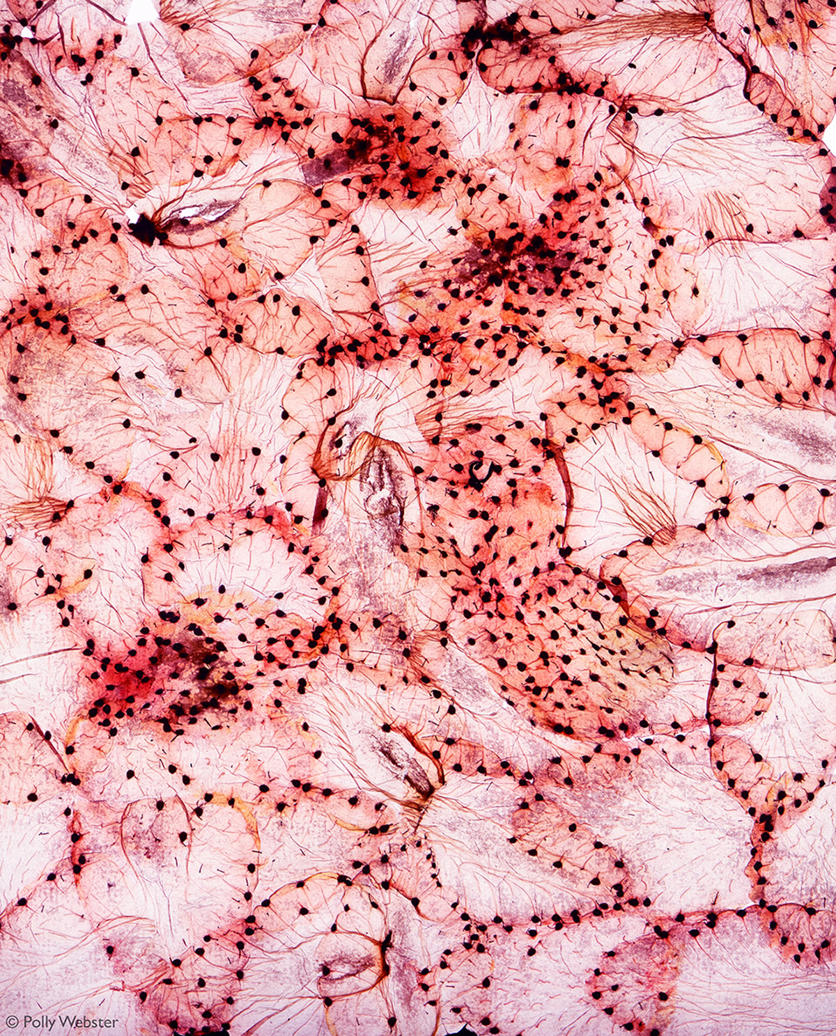 Polly Webster, Strawberry Slices, 2021 Pink Lady® Food Photographer of the Year