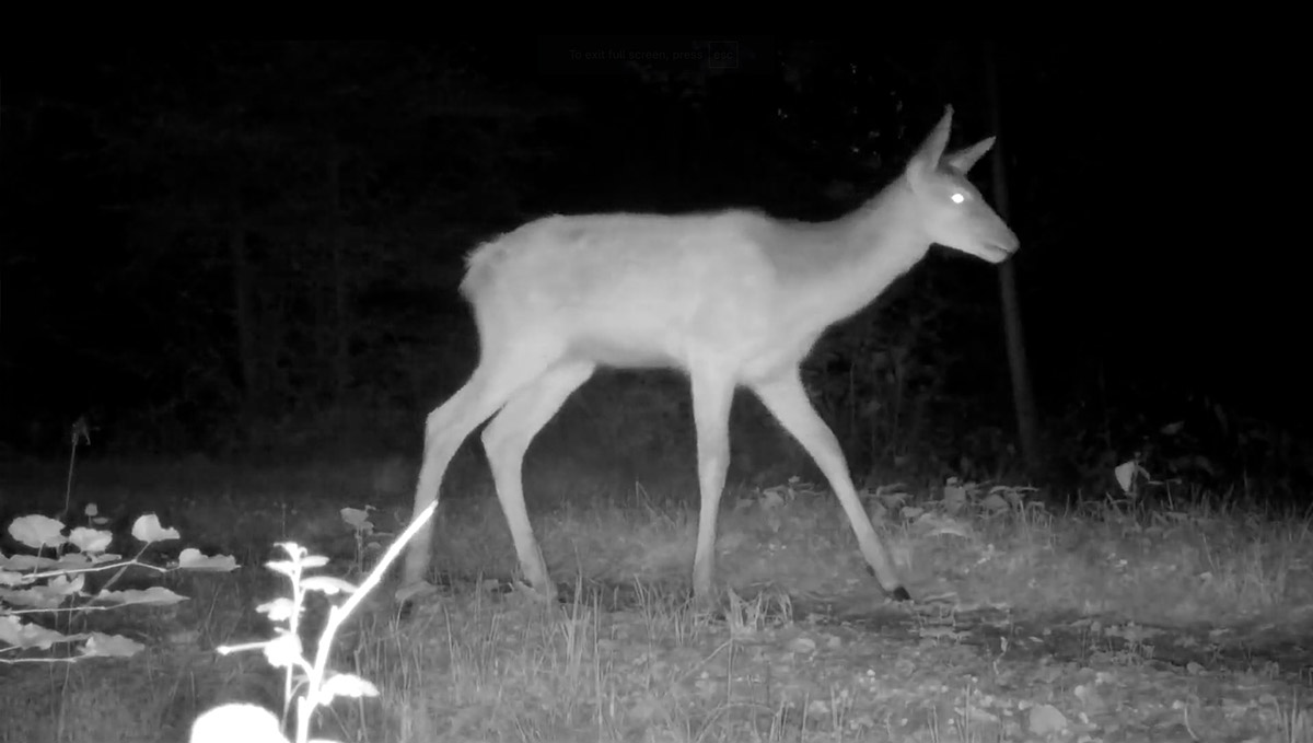 Split Collective, Broken Paths, Deer