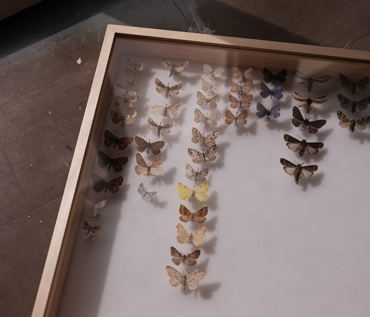 Split Collective, Broken Paths, Butterflies