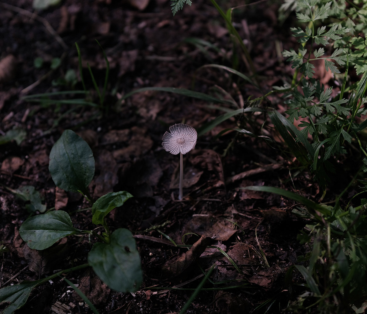 Split Collective, Broken Paths, Mushroom
