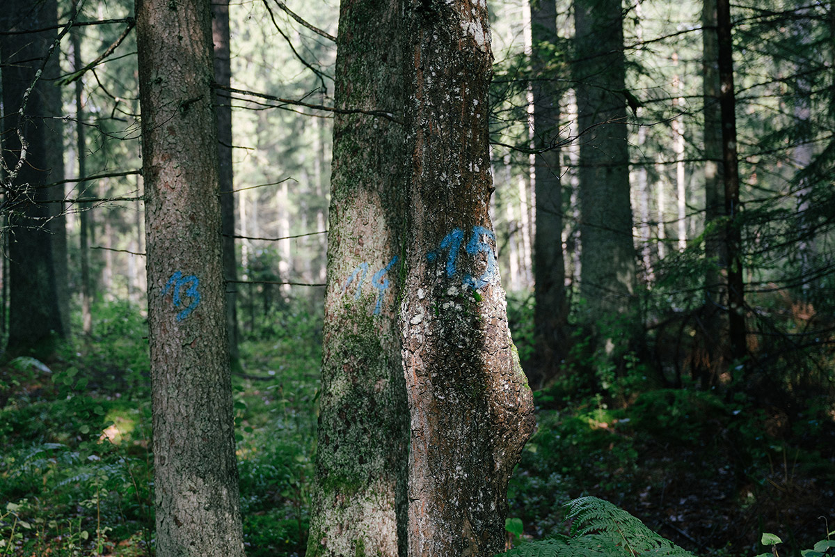Split Collective, Broken Paths, Trees