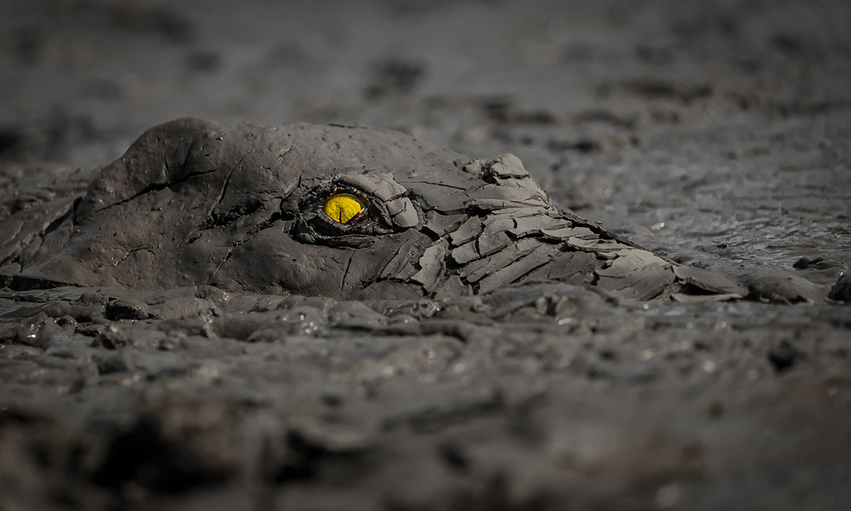 Jens Cullmann, Germany, Crocodile, Mana Pools National Park, Zimbabwe, Gold + grand prize of World Nature Photographer of the Year, Animal portraits