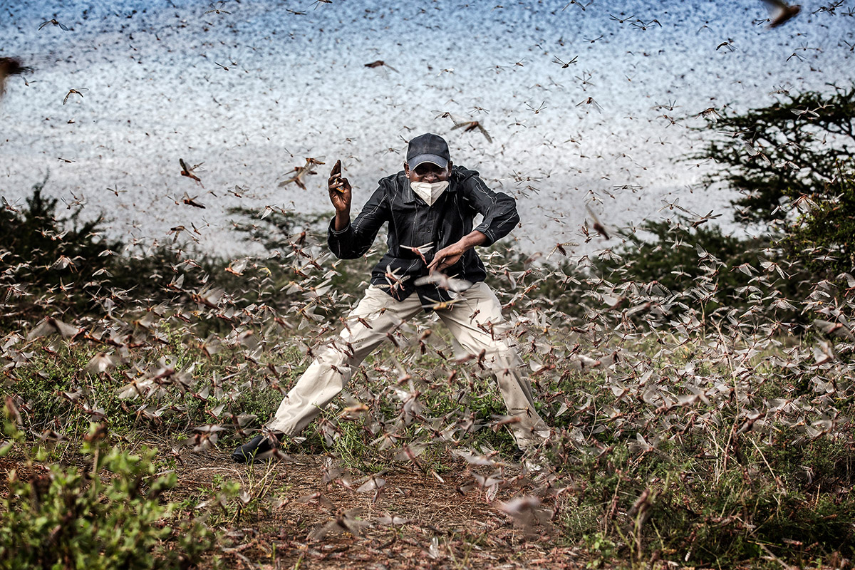 World Press Photo of the Year Nominee, Luis Tato, Spain, for The Washington Post, Fighting Locust Invasion in East Africa. Henry Lenayasa, chief of the settlement of Archers Post, in Samburu County, Kenya, tries to scare away a massive swarm of locusts ravaging grazing area, on 24 April. Locust swarms devastated large areas of land, just as the coronavirus outbreak had begun to disrupt livelihoods.